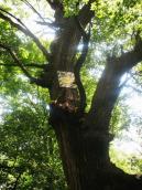 Opolchensky Oak