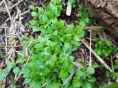 Фіалка (Viola sp.)