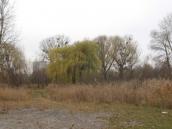 Зелена зона біля озера Прірва восени.…