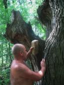 Treatment of Opolchensky Oak