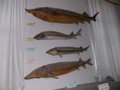 Осетрові риби (Acipenseridae)