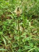 Подорожник ланцетолистий (Plantago…