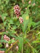 Гірчак (Polygonum)