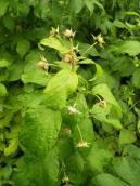 Малина звичайна (Rubus idaeus)