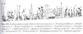 Рис. 3. 11. Схема лучно-степового угруповання за участі шавлії лучної, за… Рис. 3. 11. Схема лучно-степового…