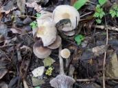 грибы-базидиомецеты
