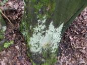 Lichen (Lepraria sp.)