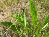 Богомол (Mantis religiosa)