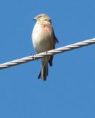 Carduelis cannabina