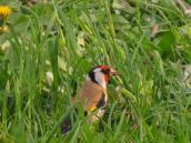 Щиглик щиголь (Carduelis carduelis)