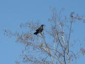 Ворон (Corvus corax)