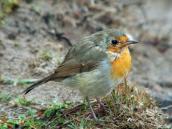 Малиновка Erithacus rubecula (Фото…