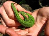 Ящірка прудка (Lacerta agilis)