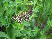 Метелик Lepidoptera (Фото Іноземцевої…