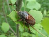 Melolontha melolontha