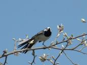 Трясогузка белая (Motacilla alba)