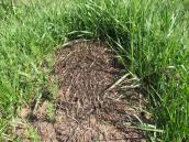 Anthill on meadow-steppe area