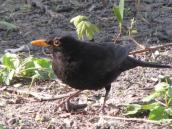 Дрозд черный (Turdus merula)