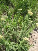 Achillea setacea