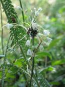 Allium podolicum