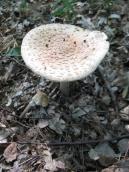 Amanita rubescens (Pers. ex Fr.) Gray