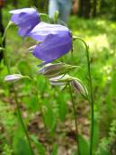 Campanula persicifolia, 2011 (Photo Inozemtseva D.) Campanula persicifolia, 2011 (Photo…