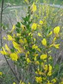 Cytisus pineticola