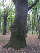 The 3 century-old “Totleben oak”