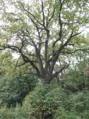 Oak in reduit