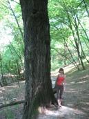 Gigant oak in Vestern ravine