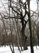 Old oak in vinter, Bald Mountain