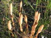 Equisetum arvense