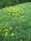 Erysimum aureum