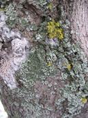 Lichens of Bald Mountain