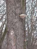 Tinder fungus, Fomes fomentarius (L.)…