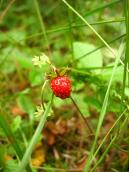 Fragaria vesca