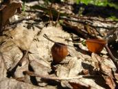 Весенние грибы-гастеромицеты