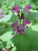 Lamium purpureum