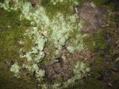 Lichen (Lepraria sp.)