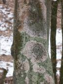 Накипные лишайники на стволах деревьев
