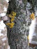 Apothecia of foliated lichen
