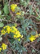 Medicago romanica