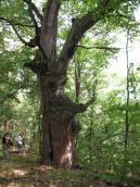 The old «Militia oak»