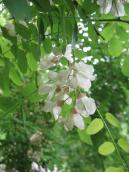 Robinia pseudoacacia