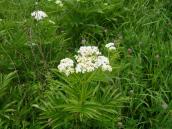 Sambucus edulus