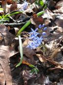 Scilla bifolia