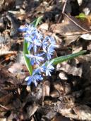 Scilla bifolia – first flover of Bald…