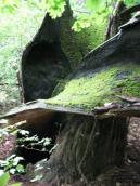 Ruin of gigant oak