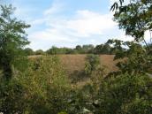 View on Stipa capillata habitat