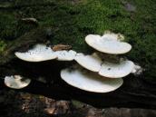 Trametes pubescens (Schumach.) Pilát,